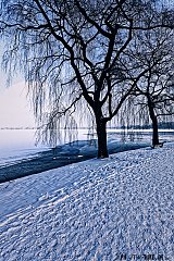 icy_alster
