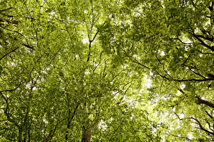 1031